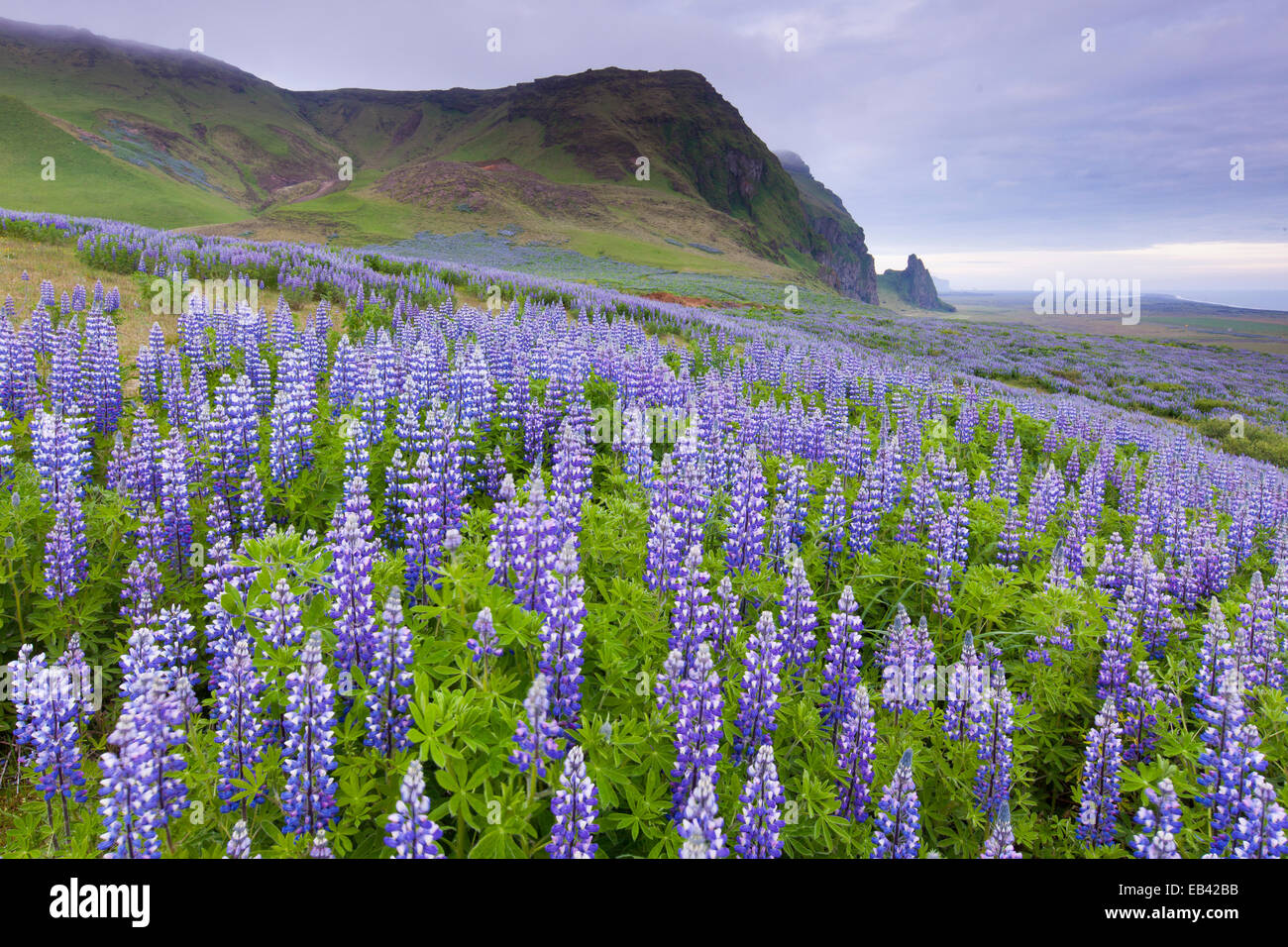 Lupin Blumenfeld, Vik, Island Stockfoto