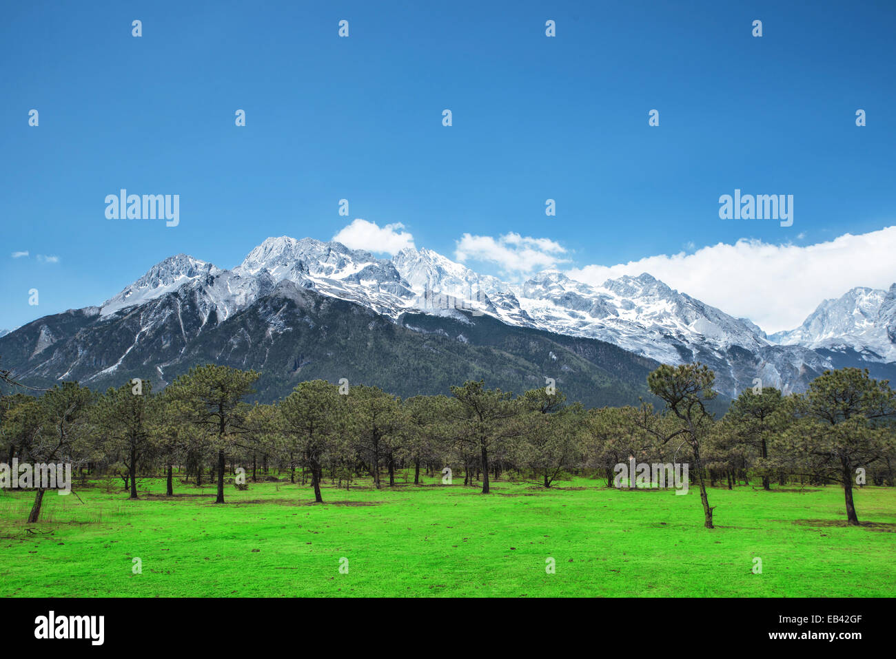 Kiefernwald und Jade Dragon Snow Mountain, Lijiang, Yunnan China. Stockfoto
