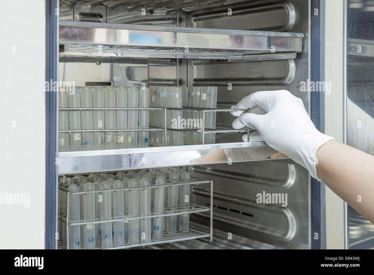 Wissenschaftler setzen Probe in Inkubator im Labor Stockfoto