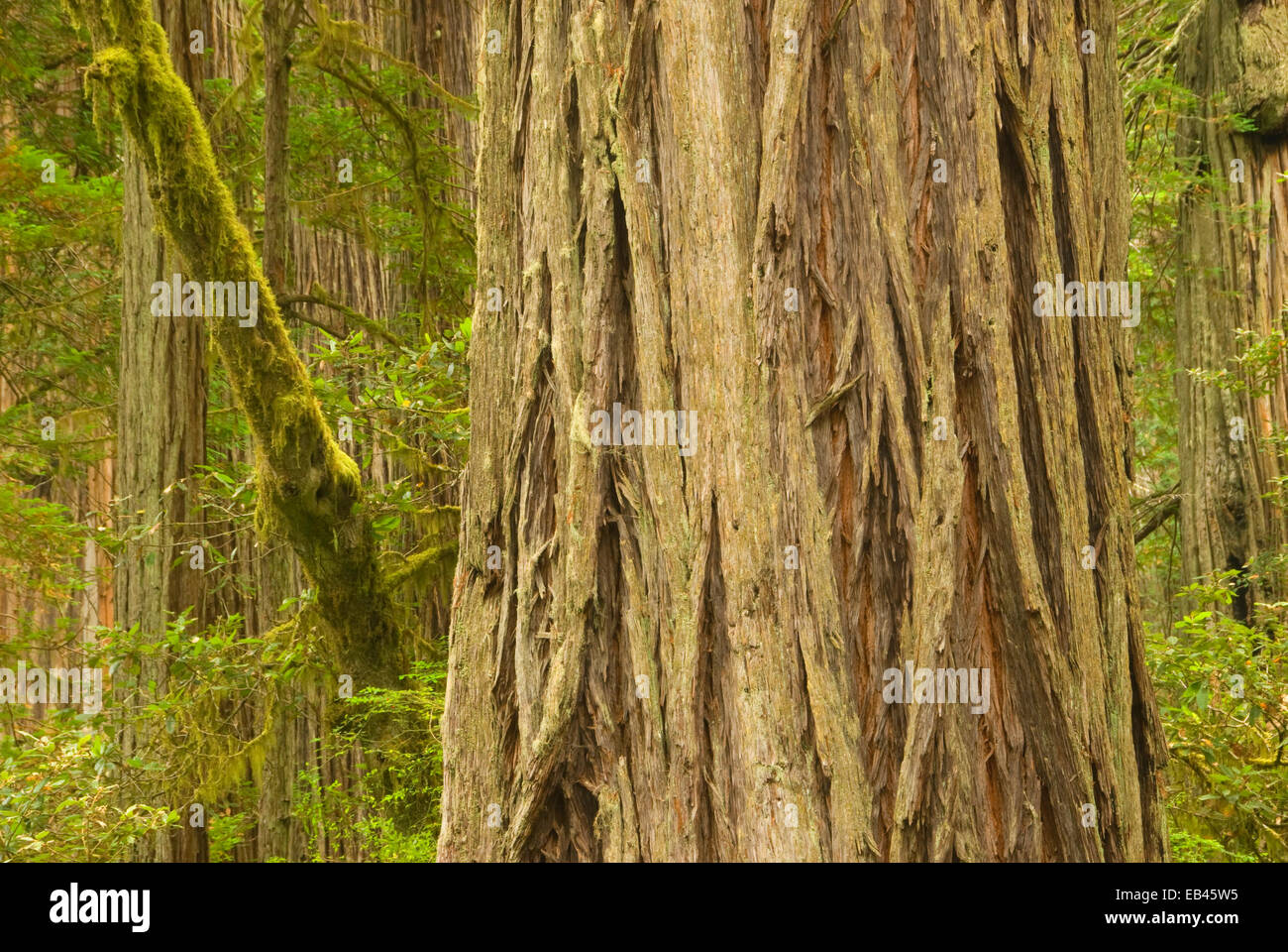 Küste-Rotholz Lady Bird Johnson Grove, Redwood National Park, Kalifornien Stockfoto