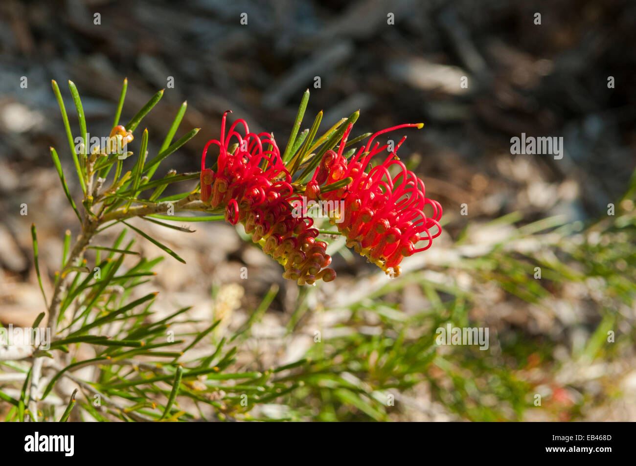 Grevillea Beardiana, rote Kämme Grevillea im Kings Park, Perth, WA, Australien Stockfoto