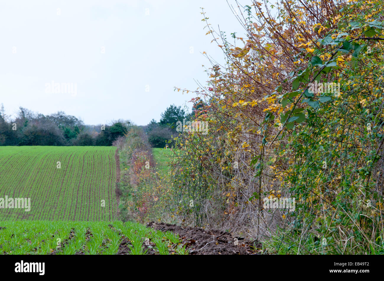 Eine Hecke und Grün Feld gepflanzt mit einer Winterkultur nahe Pulborough, West Sussex Stockfoto