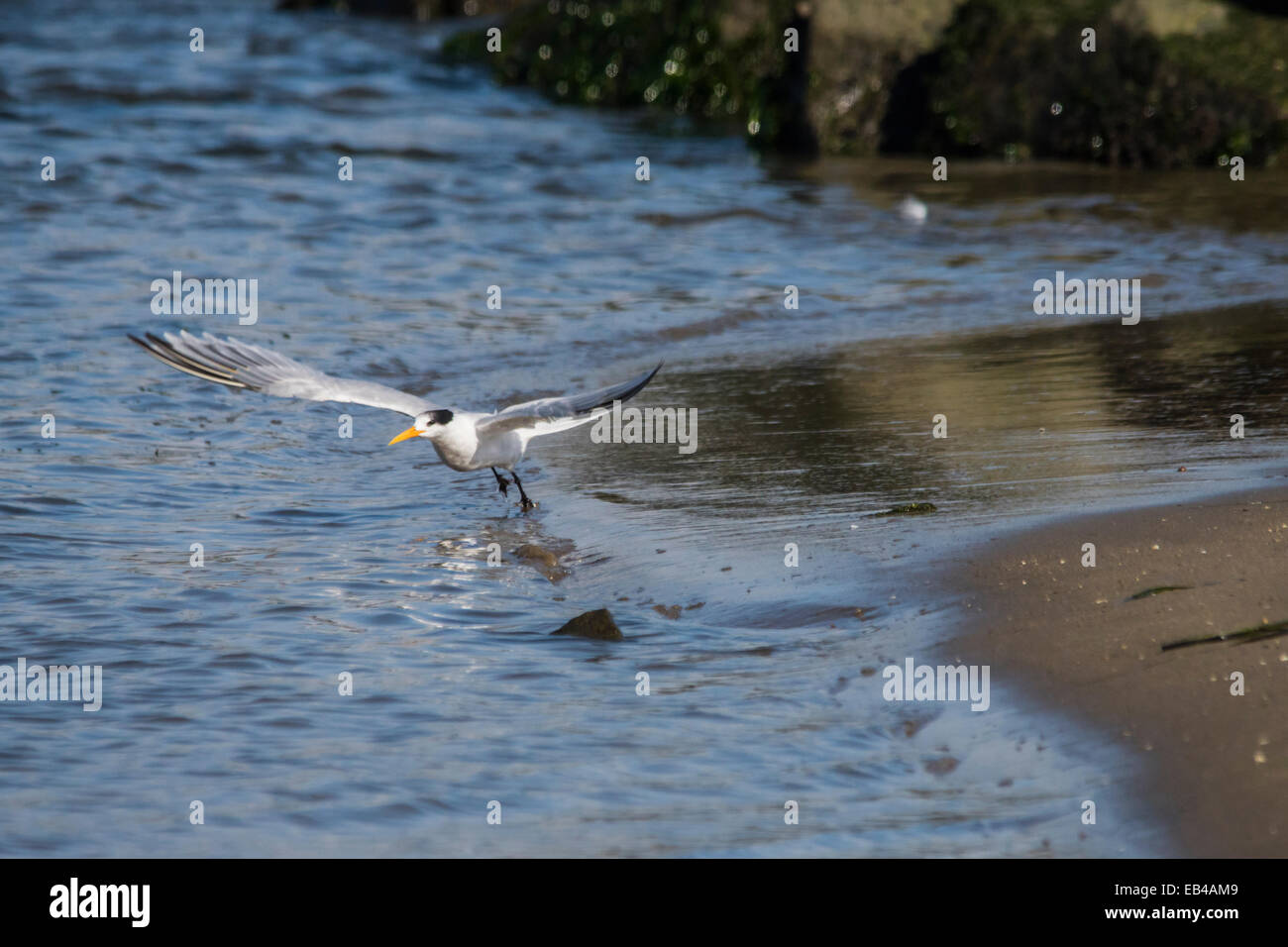 Gemeinsame Runde im Flug direkt an den Strand. Stockfoto