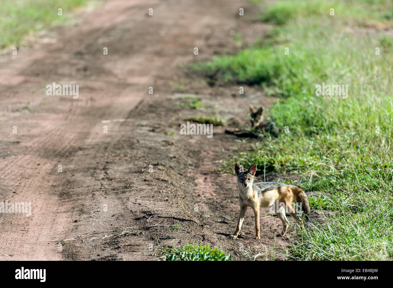 Wachsam und alarmiert, steht ein Black-backed Schakal über einen Feldweg in der Savanne Ebene eines Safari-Parks. Stockfoto