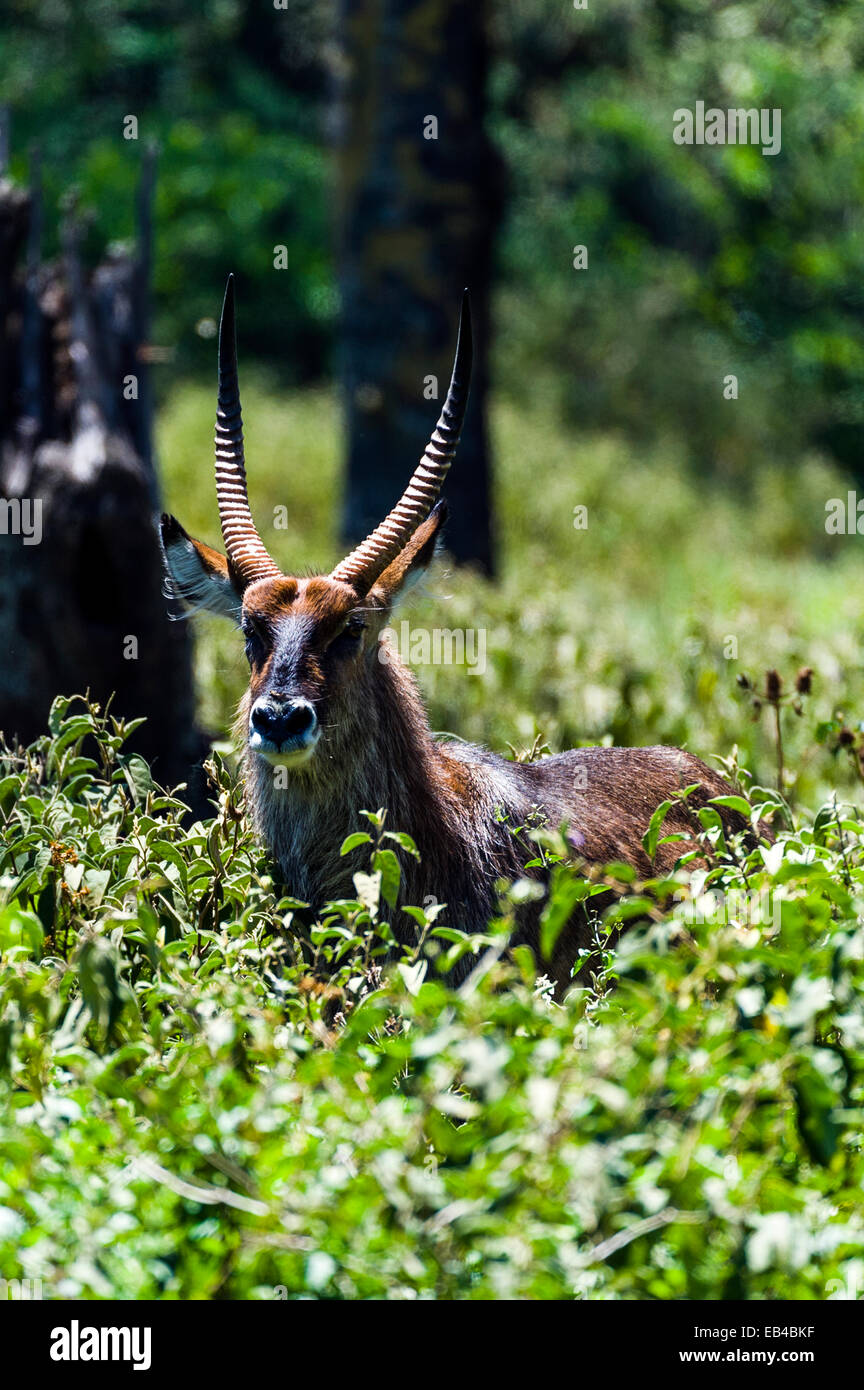 Ein Wasserbock stehen in Dichter Vegetation in einem Wald Waldlichtung. Stockfoto