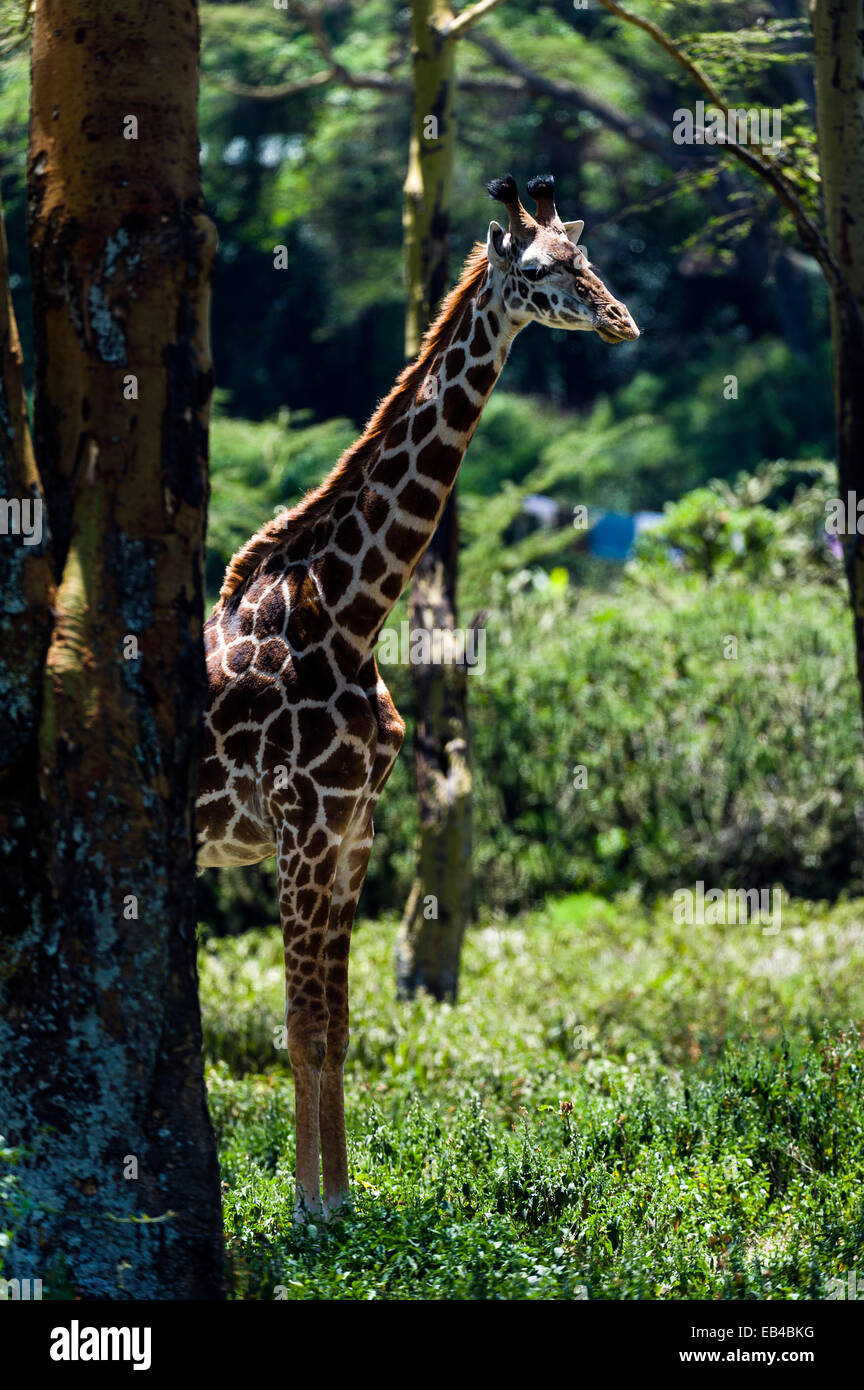 Ein Maasai Giraffe ausruhen im Schatten vor der Hitze des Tages in einem Wald Waldlichtung. Stockfoto