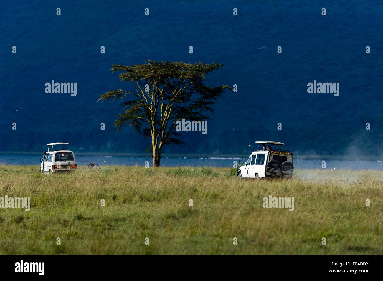 Touristen in Safari 4WD Antrieb durch eine Savanne schlicht auf der Suche nach Wildtieren. Stockfoto