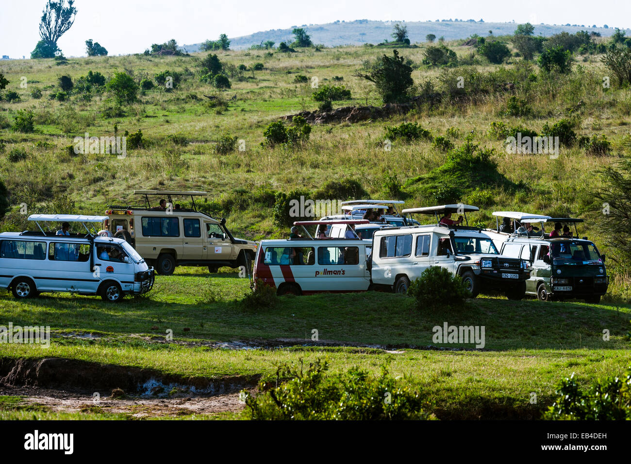 Touristischen 4WD umgeben illegal einen Löwen nach dem Verlassen der gekennzeichneten Wegen um Touristen gerecht zu werden. Stockfoto