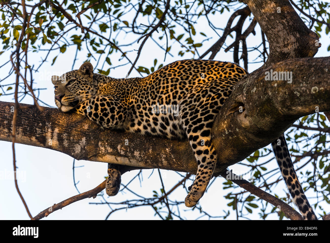 Ein afrikanischer Leopard mit einem vollen Bauch schlafen auf einem Ast bei Sonnenuntergang. Stockfoto