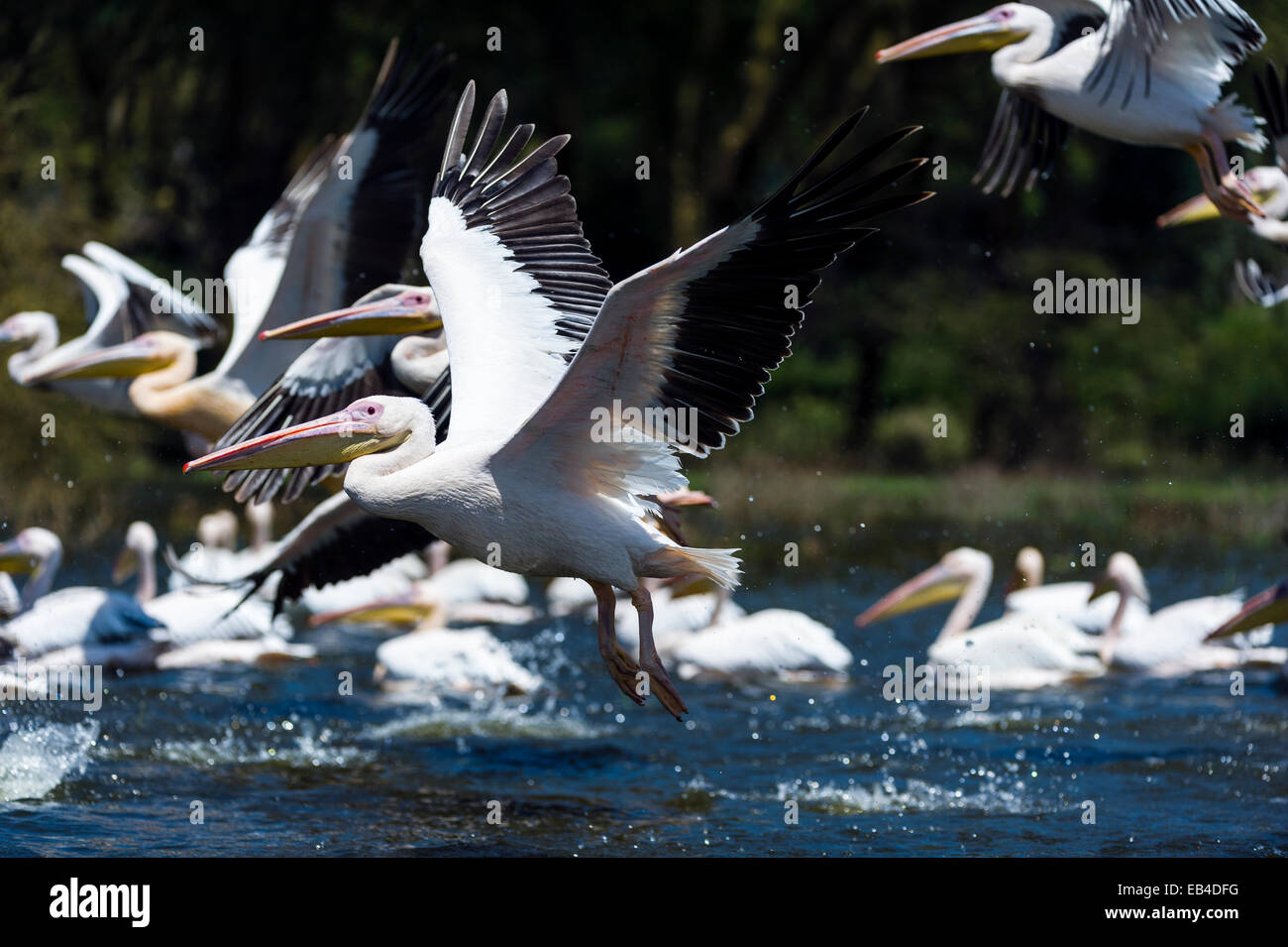 Eine Herde von große weiße Pelikane die Flucht von der Oberfläche des überfluteten Süßwassersee. Stockfoto