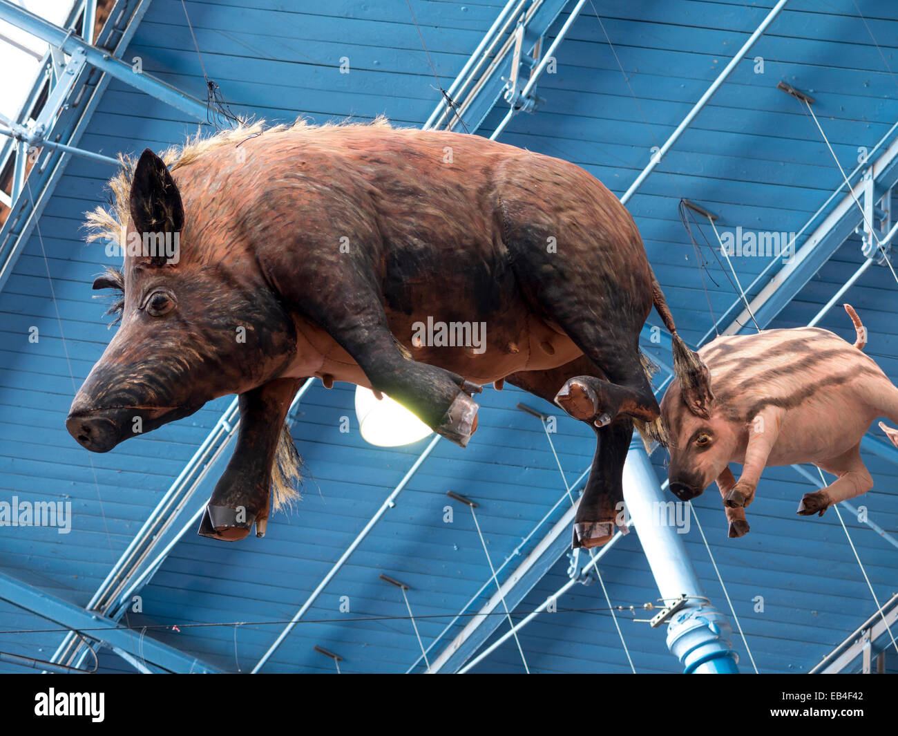 Schweine, abgehängte Decke, indoor Halle, Abergavenny, Wales. Stockfoto