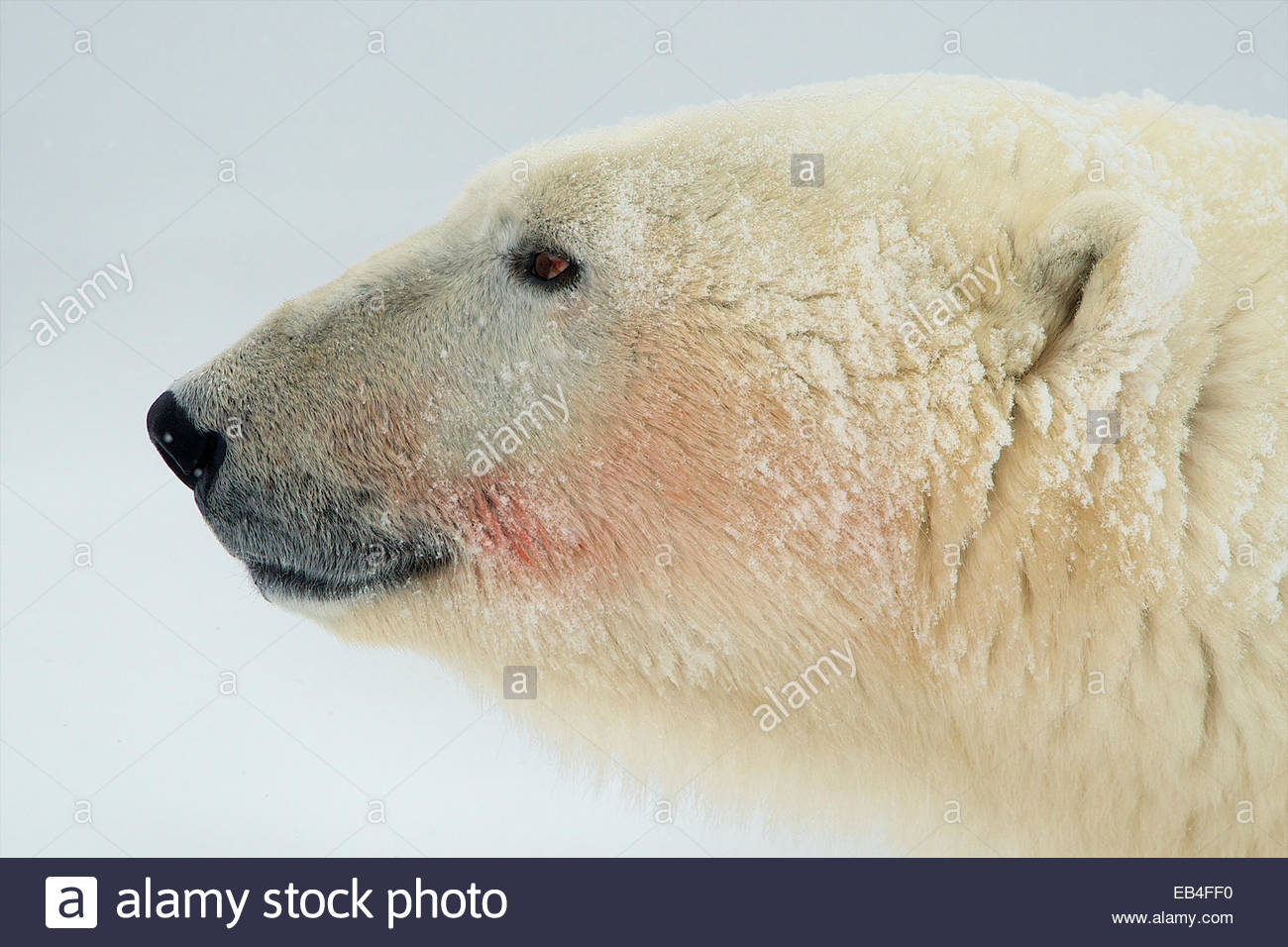 Der Kleine Eisbar Stockfotos Der Kleine Eisbar Bilder Alamy