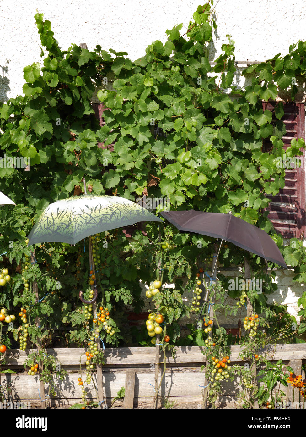 Bio Tomatenpflanze im heimischen Garten Stockfoto