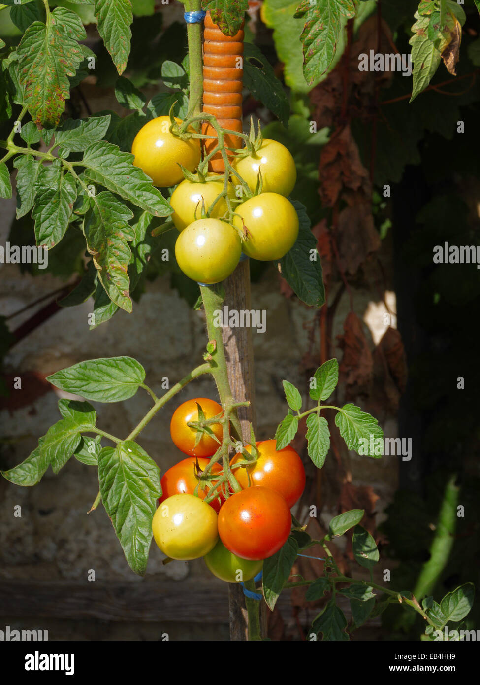 Bio Tomatenpflanze im heimischen Garten Stockfoto