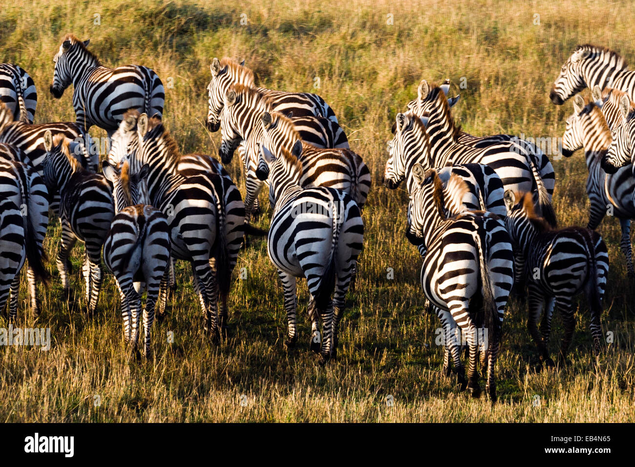Eine Herde von Grant Zebra Panik über die kurzen Rasen Savanne schlicht. Stockfoto