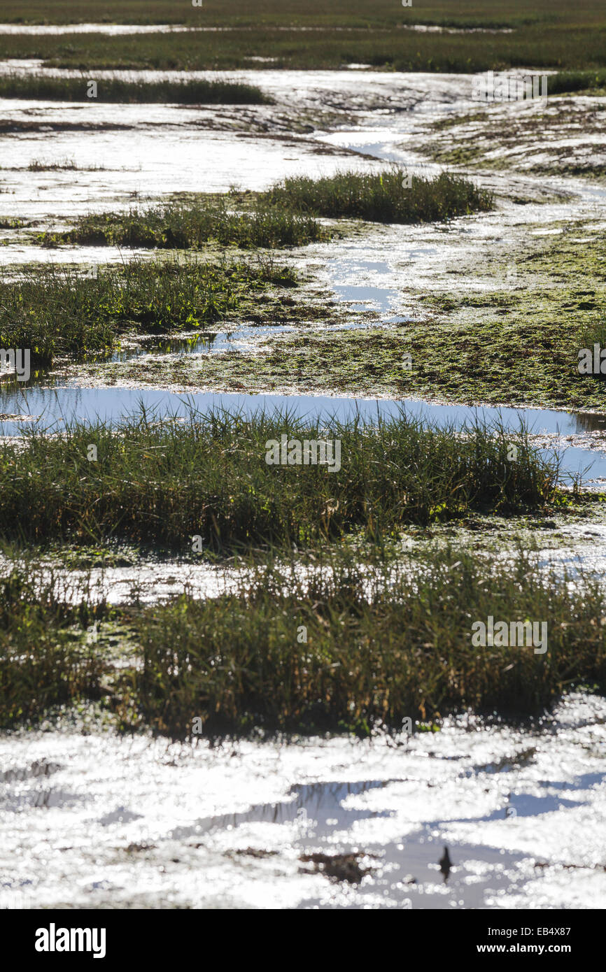 Schilf im Wattenmeer bei Ebbe Schaffung starker Kontrast Muster Stockfoto