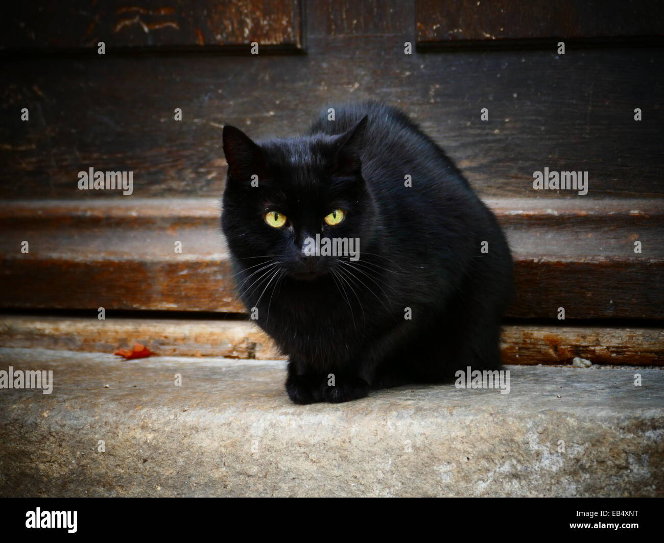 Eine alte schwarze Katze sitzen an Tür Stockfoto