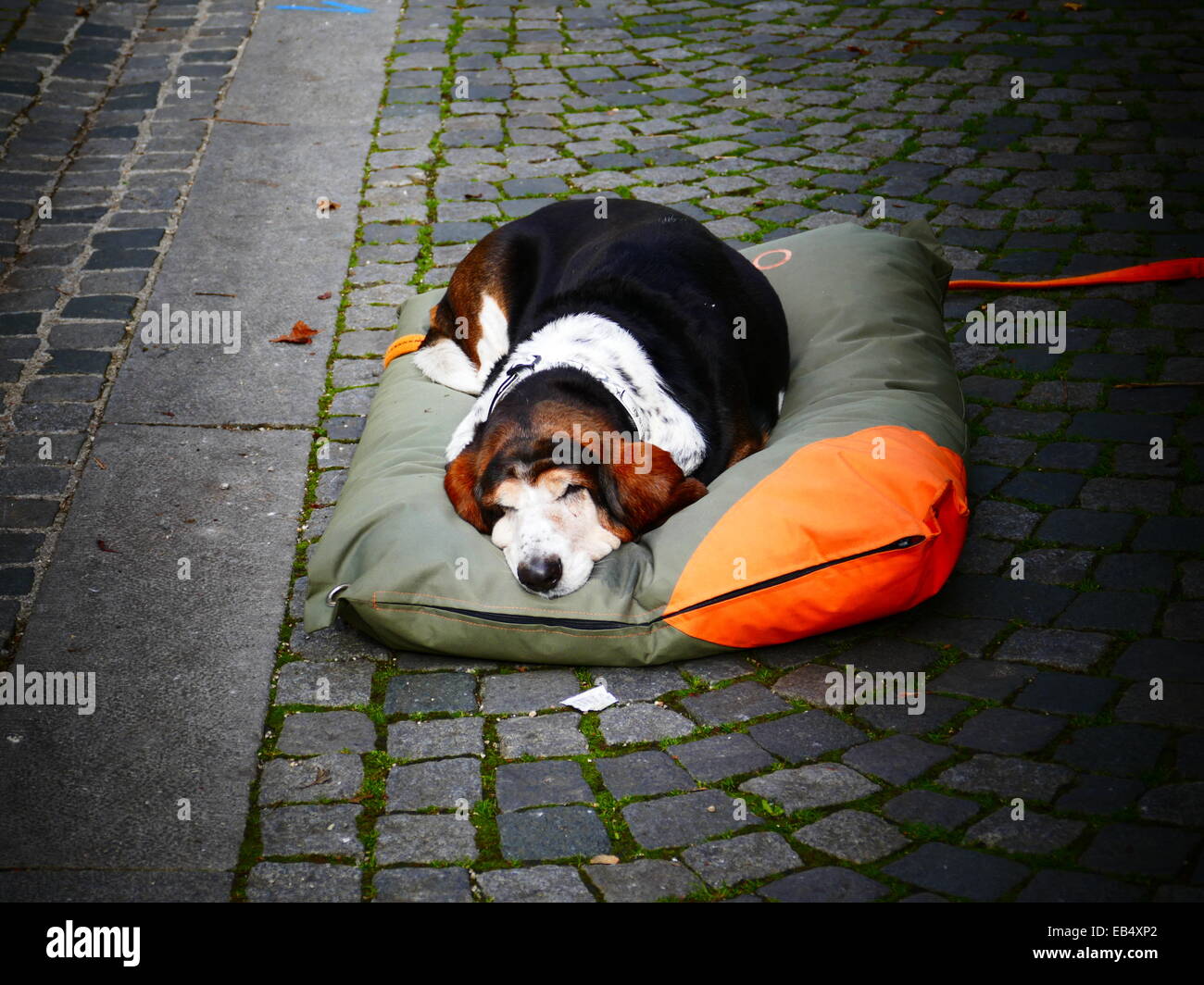 Einen Hund sitzen auf großes Kissen Stockfoto