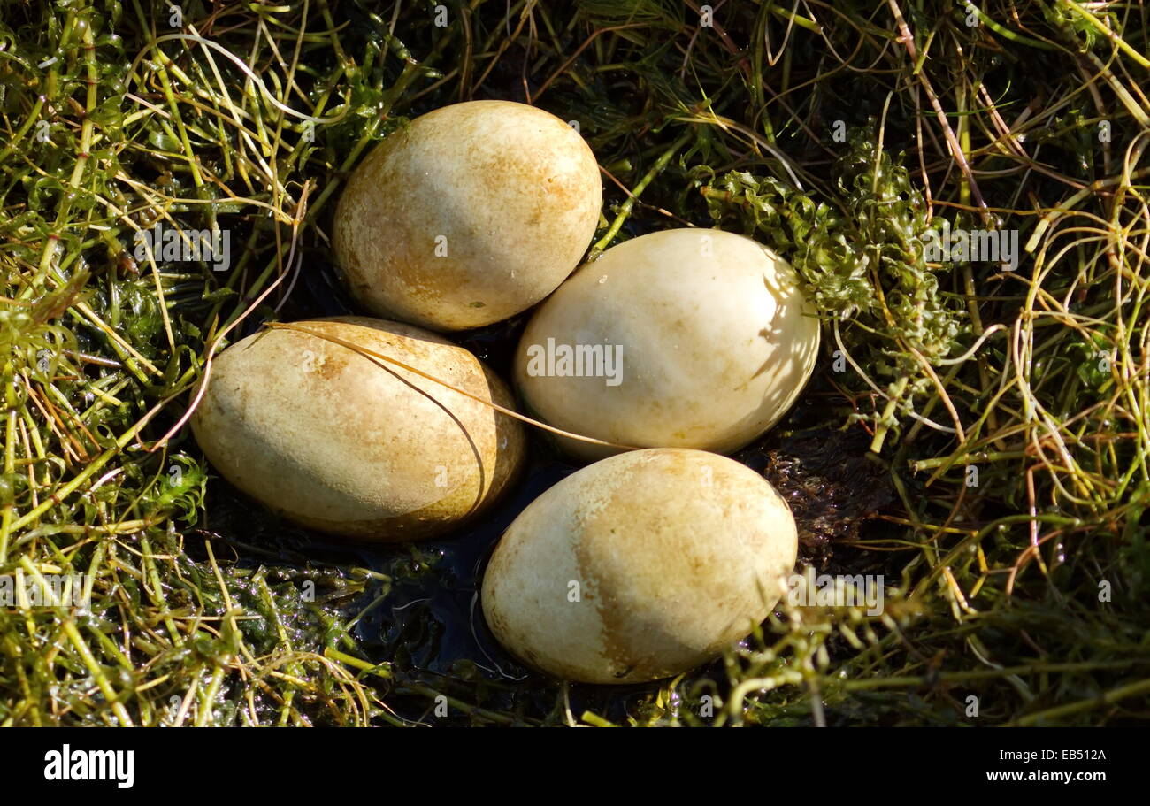 Great crested Grebe Enten, Podiceps Cristatus, nest mit 4 Eiern Stockfoto