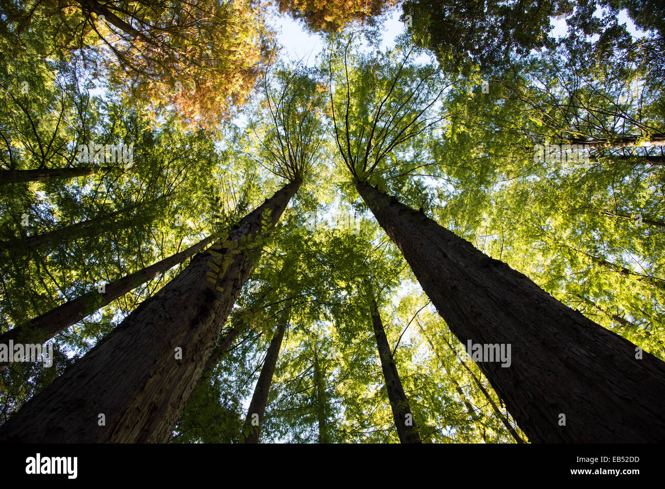 Japanische Zeder Wald, Stadt Kawasaki, Kanagawa, Japan Stockfoto