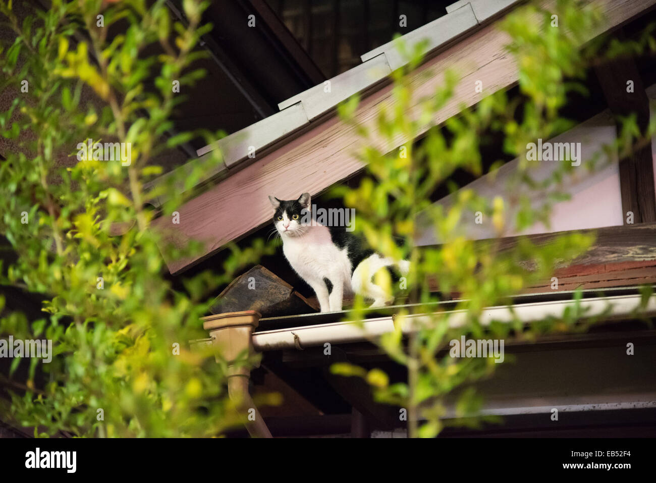 Eine Katze auf Hausdach, Stadt Kawasaki, Kanagawa, Japan Stockfoto
