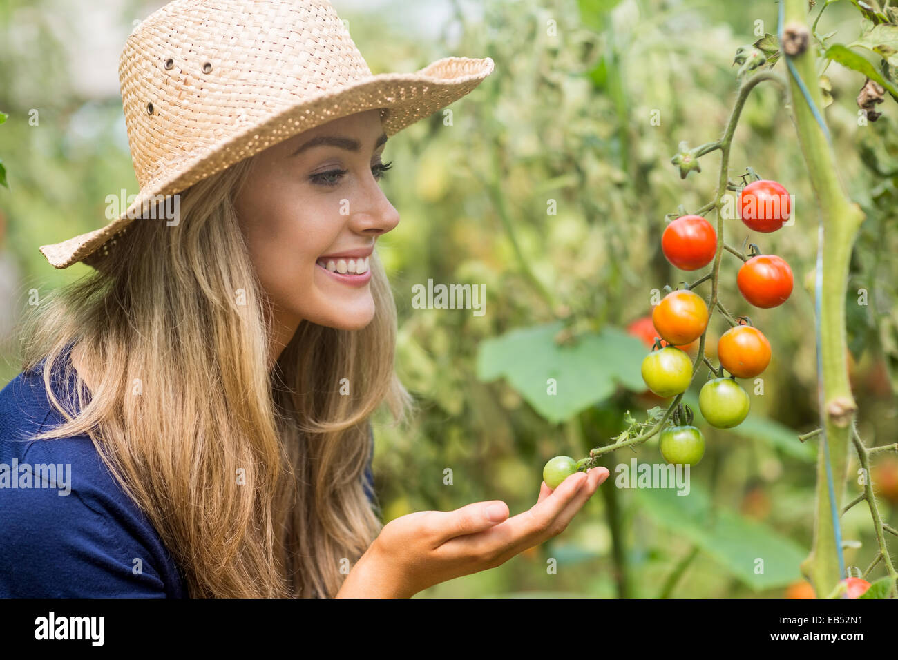 Hübsche Blondine, die Tomatenpflanze zu betrachten Stockfoto