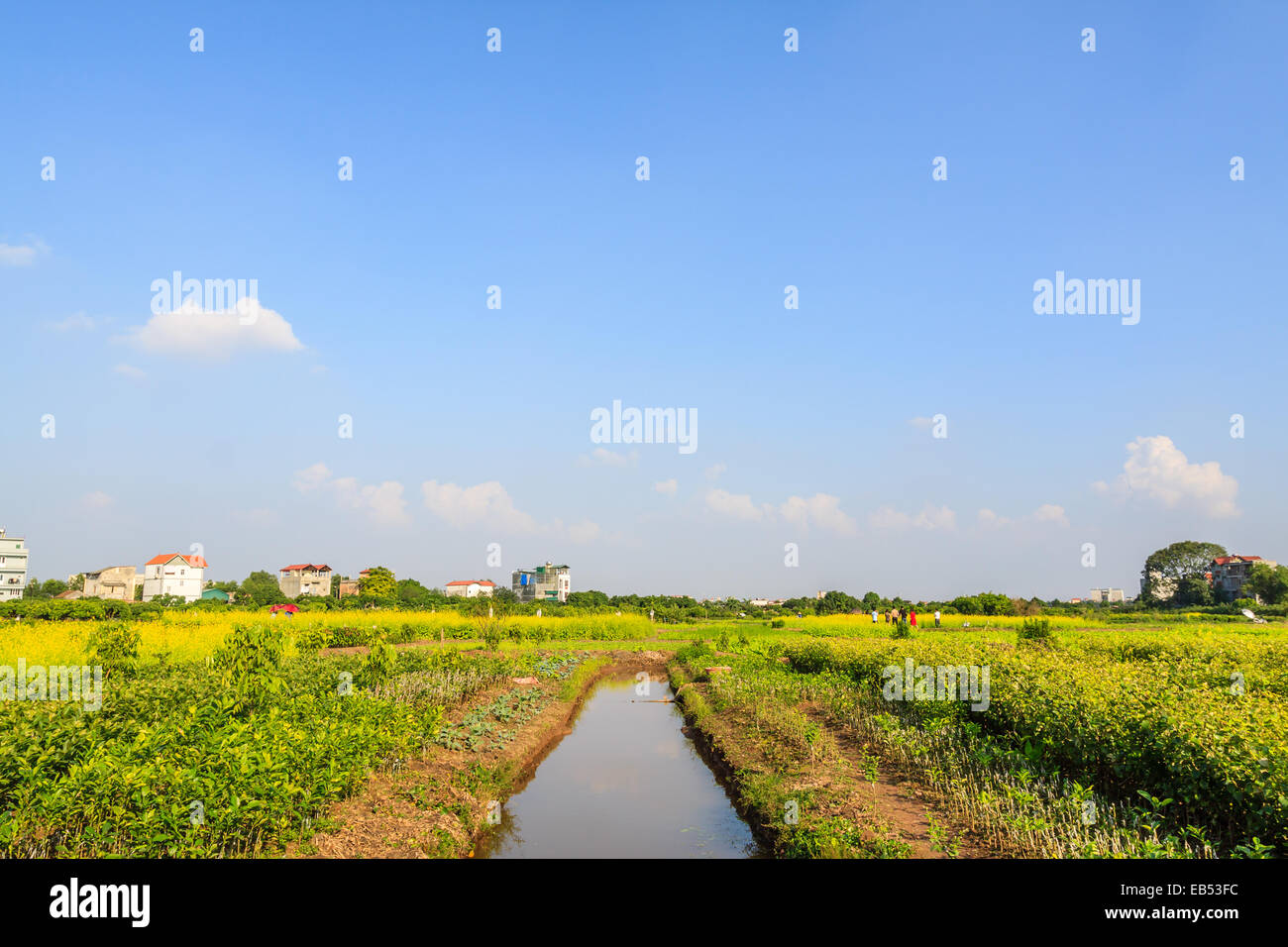 Gelbe Blumen in Hanoi, Vietnam Stockfoto