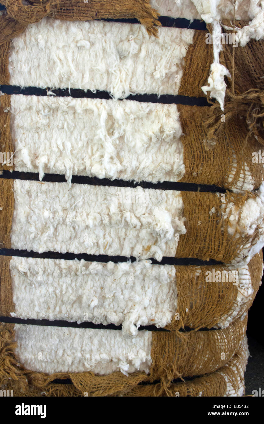 Ballen aus rohen, unbearbeiteten Baumwolle Stockfoto