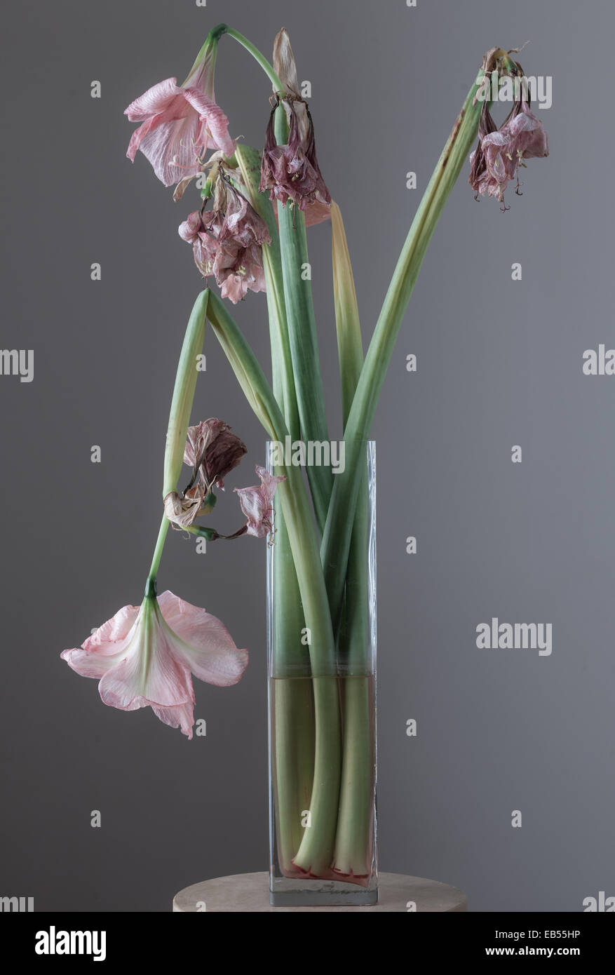Amaryllis Blumen verwelkt in Glasvase Stockfoto