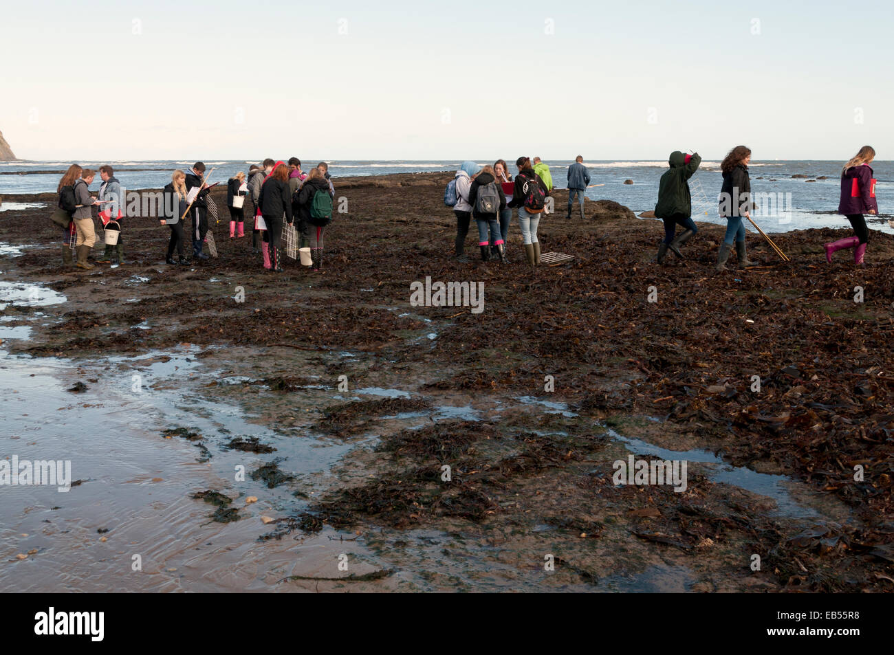 Robin Hoods Bay Studenten erkunden, Fels-pools Stockfoto