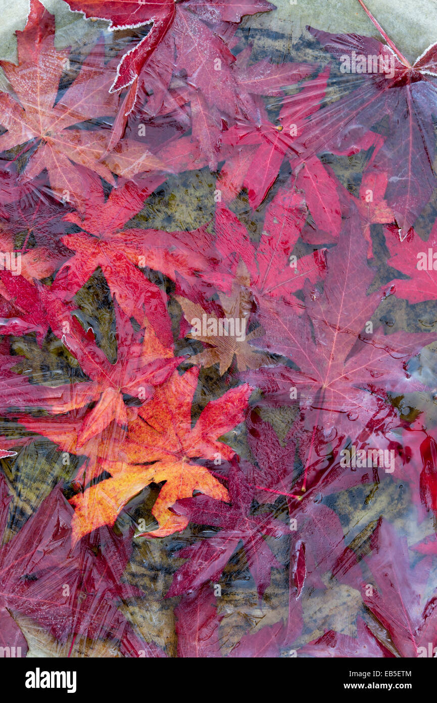 Gefrorene Herbst gefallenen rot Acer lässt in einem Vogelbad Stockfoto