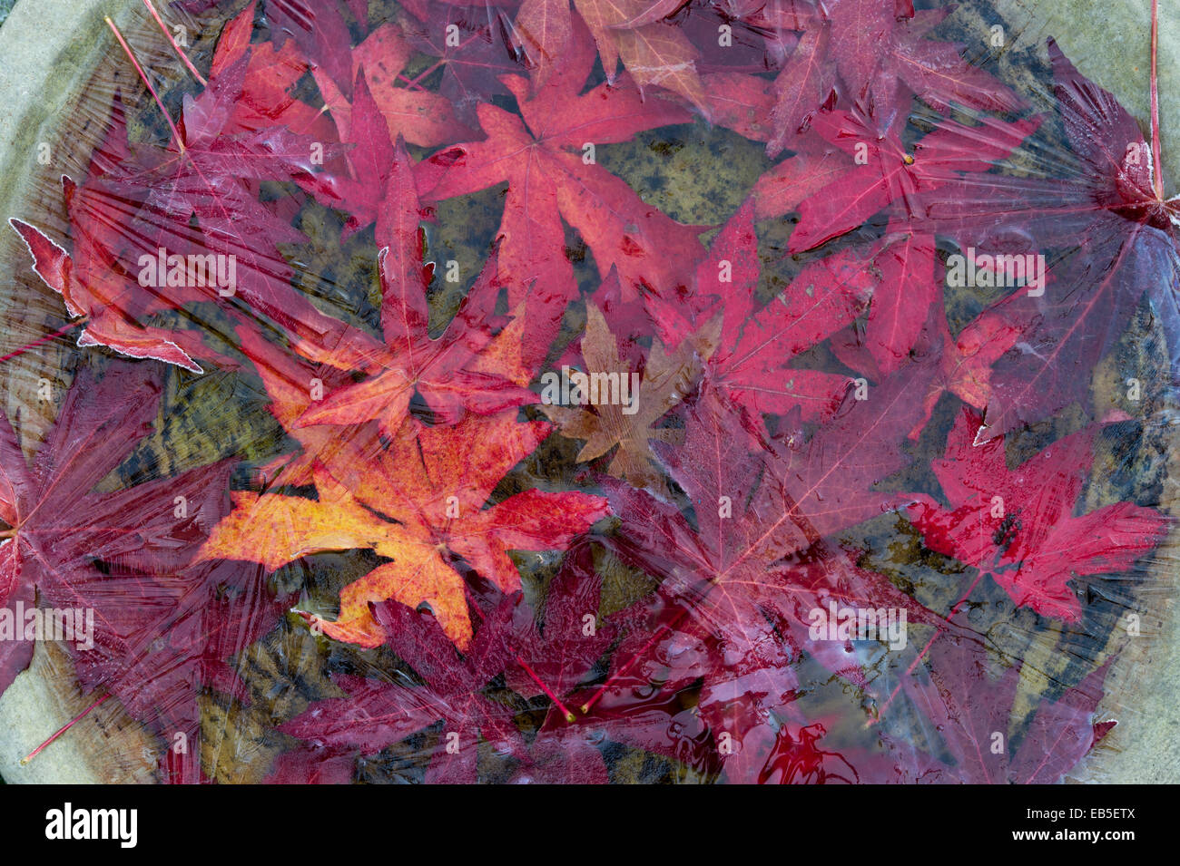 Gefrorene Herbst gefallenen rot Acer lässt in einem Vogelbad Stockfoto