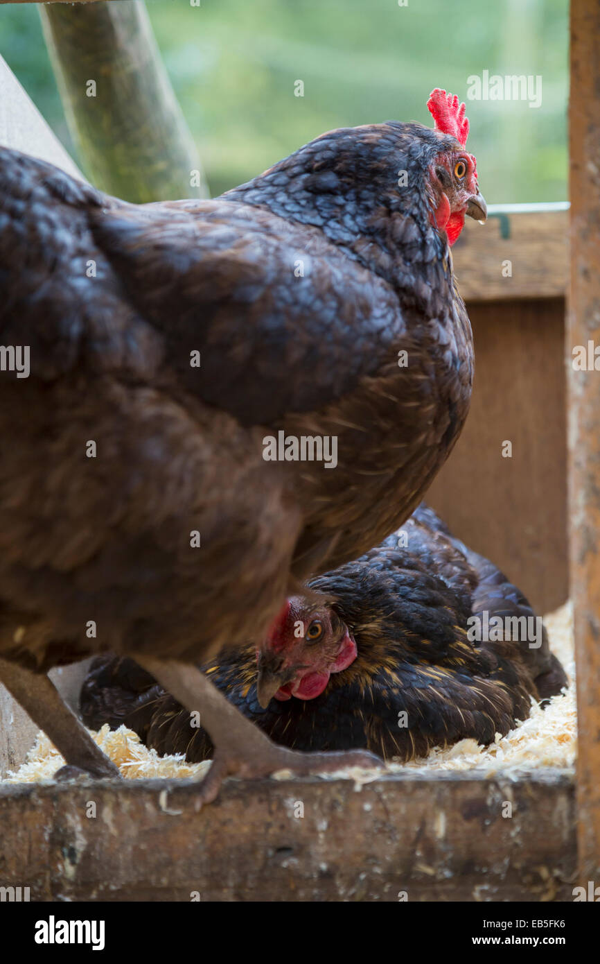 Freilandhaltung Legehennen in den Hühnerstall. Stockfoto
