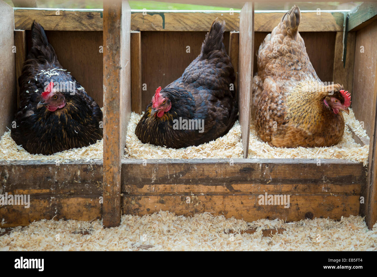 Drei freien Bereich Henne auf den Eiern sitzen. Stockfoto