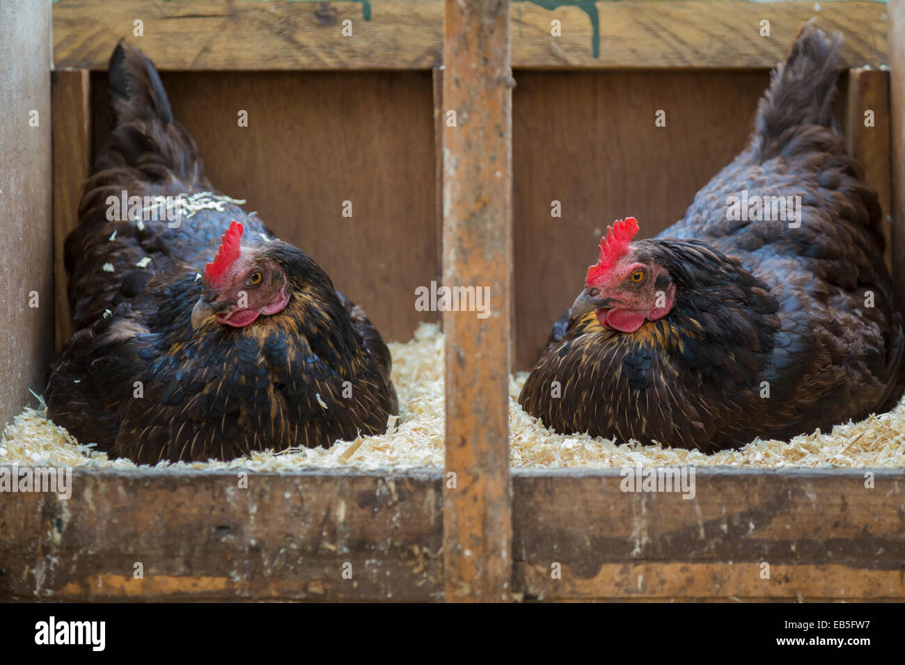 Zwei kostenlose Angebot Henne auf den Eiern sitzen. Stockfoto