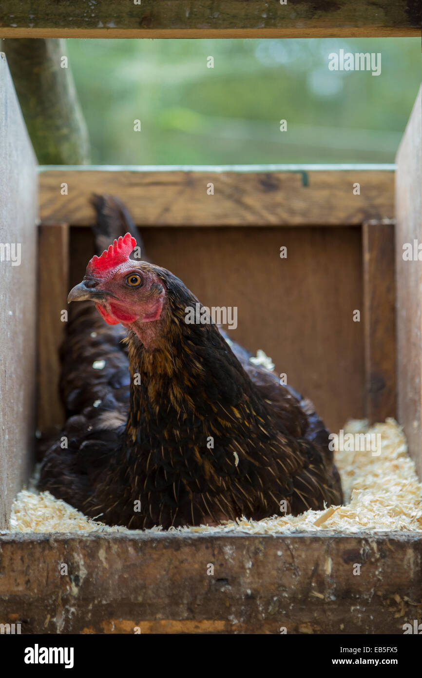 Freilandhaltung Henne auf den Eiern sitzen. Stockfoto