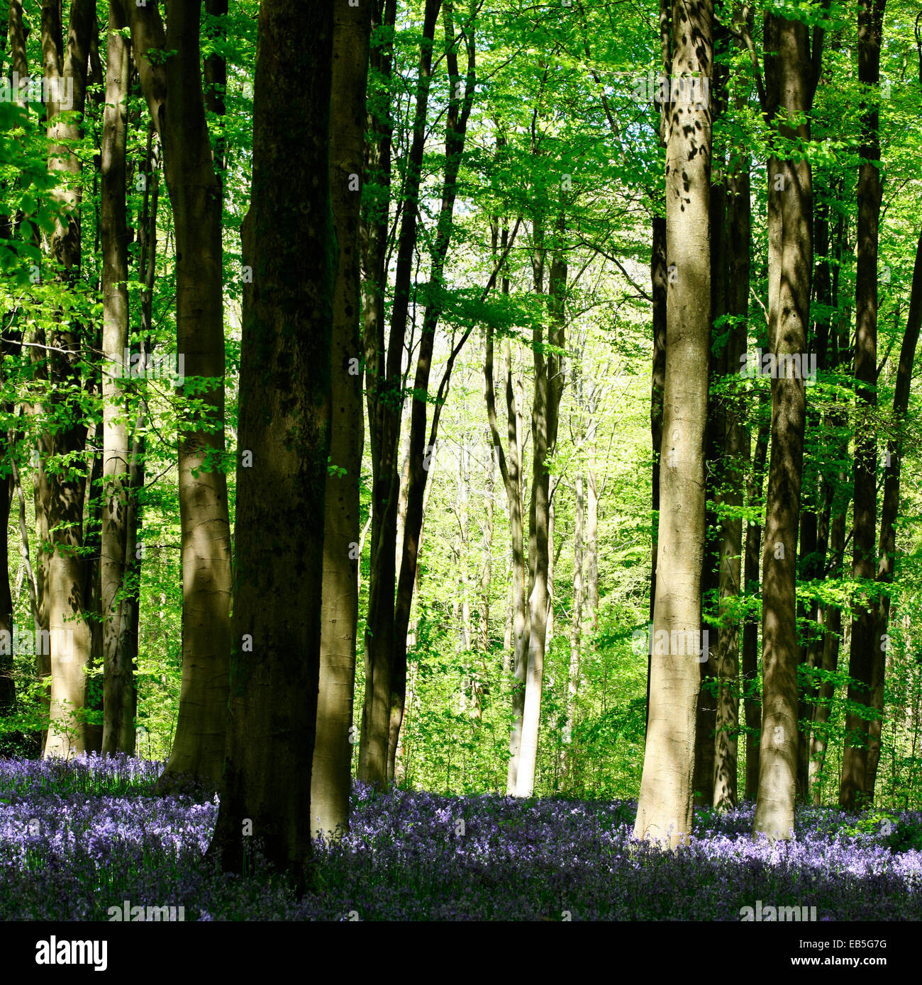 Frühling Bluebell Woods, hoffnungsvoll und freudige Jane Ann Butler Fotografie JABP1372 Stockfoto