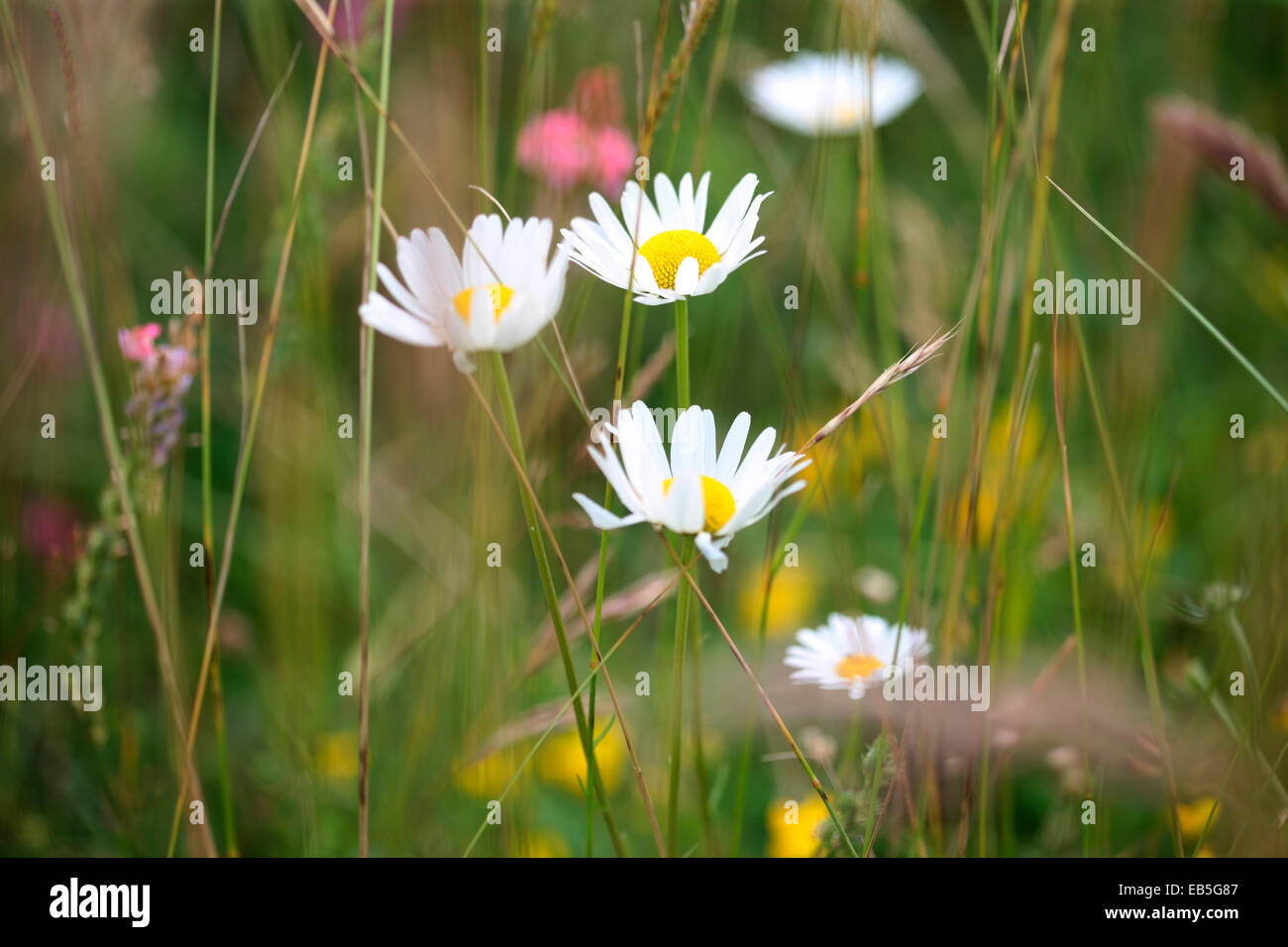Wildblumen, charmante Ochsen-Auge Diasies, in einer gemischten Blumenwiese Jane Ann Butler Fotografie JABP1364 Stockfoto