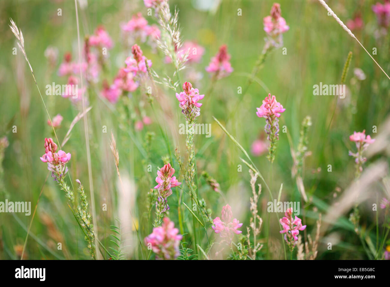 aromatische Esparsette, rosa kegelförmigen Wildblumen Wiese Jane Ann Butler Fotografie JABP1365 Stockfoto
