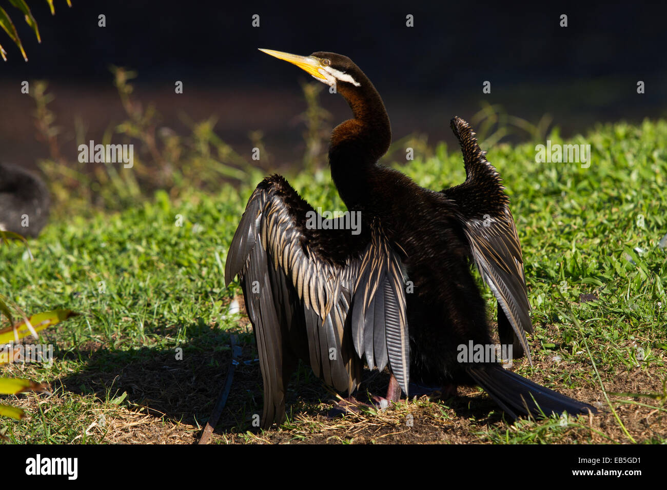 Australasian Darter (Anhinga Melanogaster) seine Flügel trocknen Stockfoto