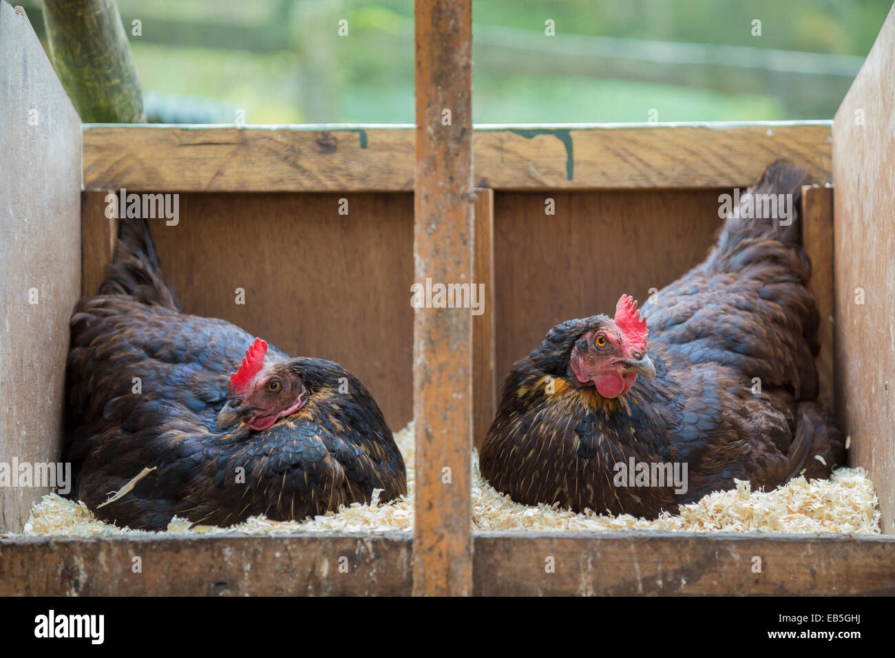 Zwei kostenlose Angebot Hennen auf Eiern sitzen. Stockfoto