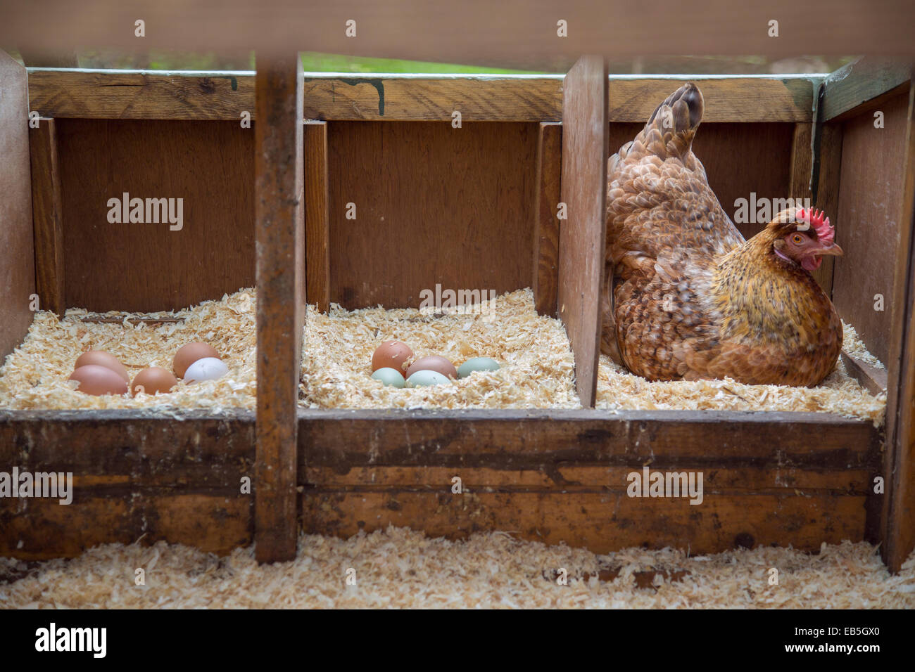 Freilandhaltung Henne auf den Eiern sitzen. Stockfoto