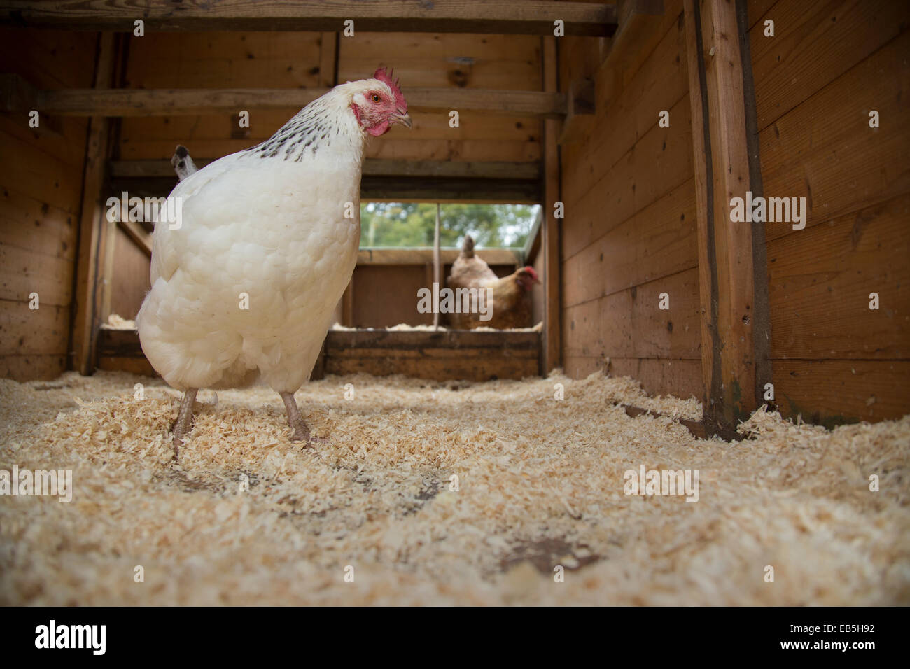 Freilandhaltung Sussex Hühner im Hühnerstall zu überqueren. Stockfoto