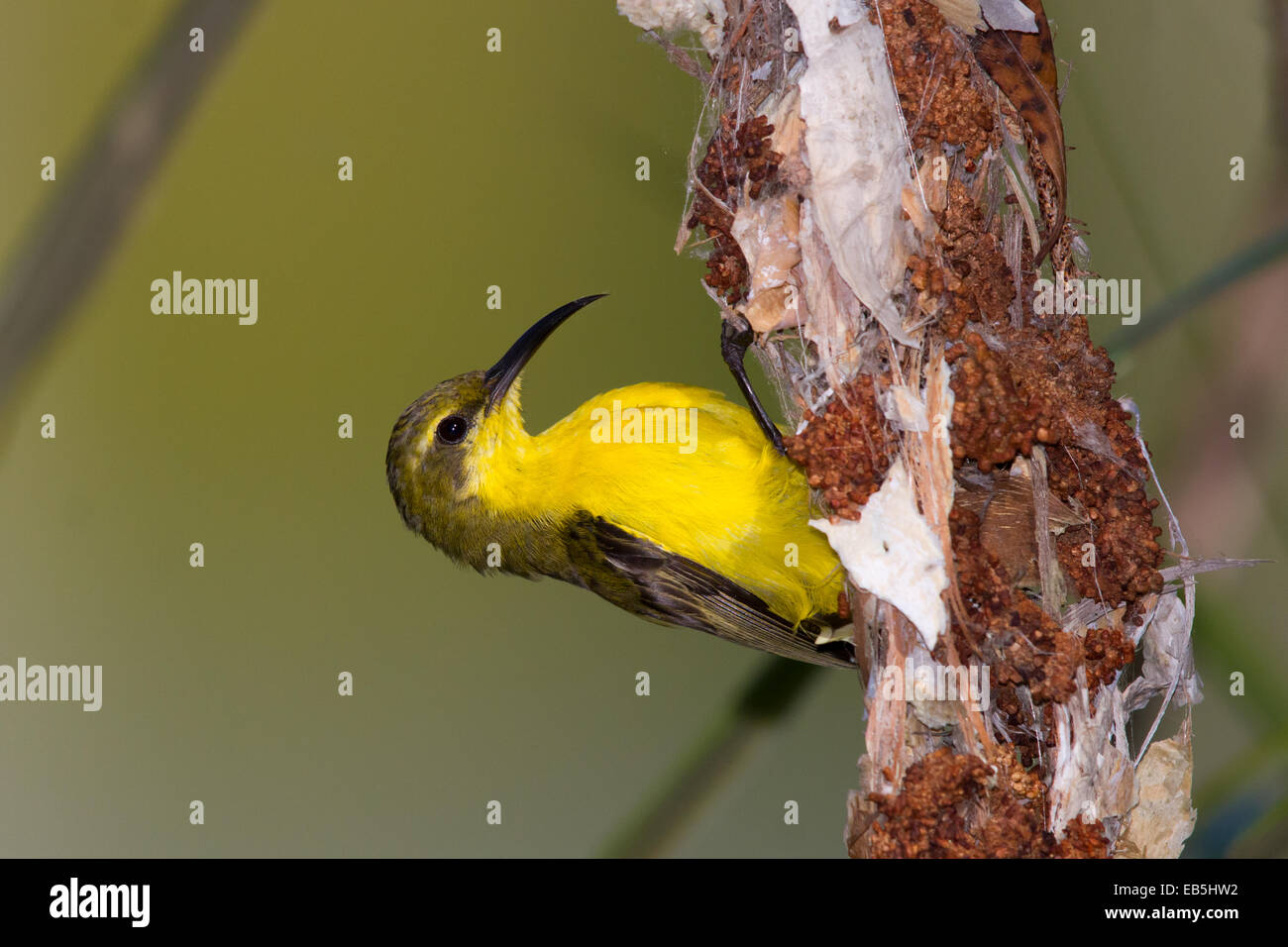 Bauche Sunbird (Cinnyris Graphik) Spinnweben für Verschachtelung Material sammeln Stockfoto