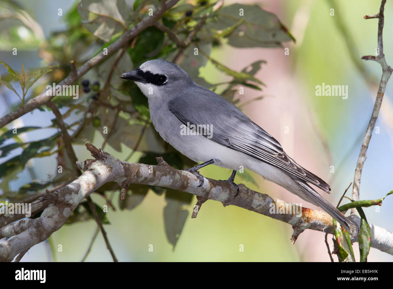 White-bellied Kuckuck-Shrike (Coracina Papuensis) Stockfoto