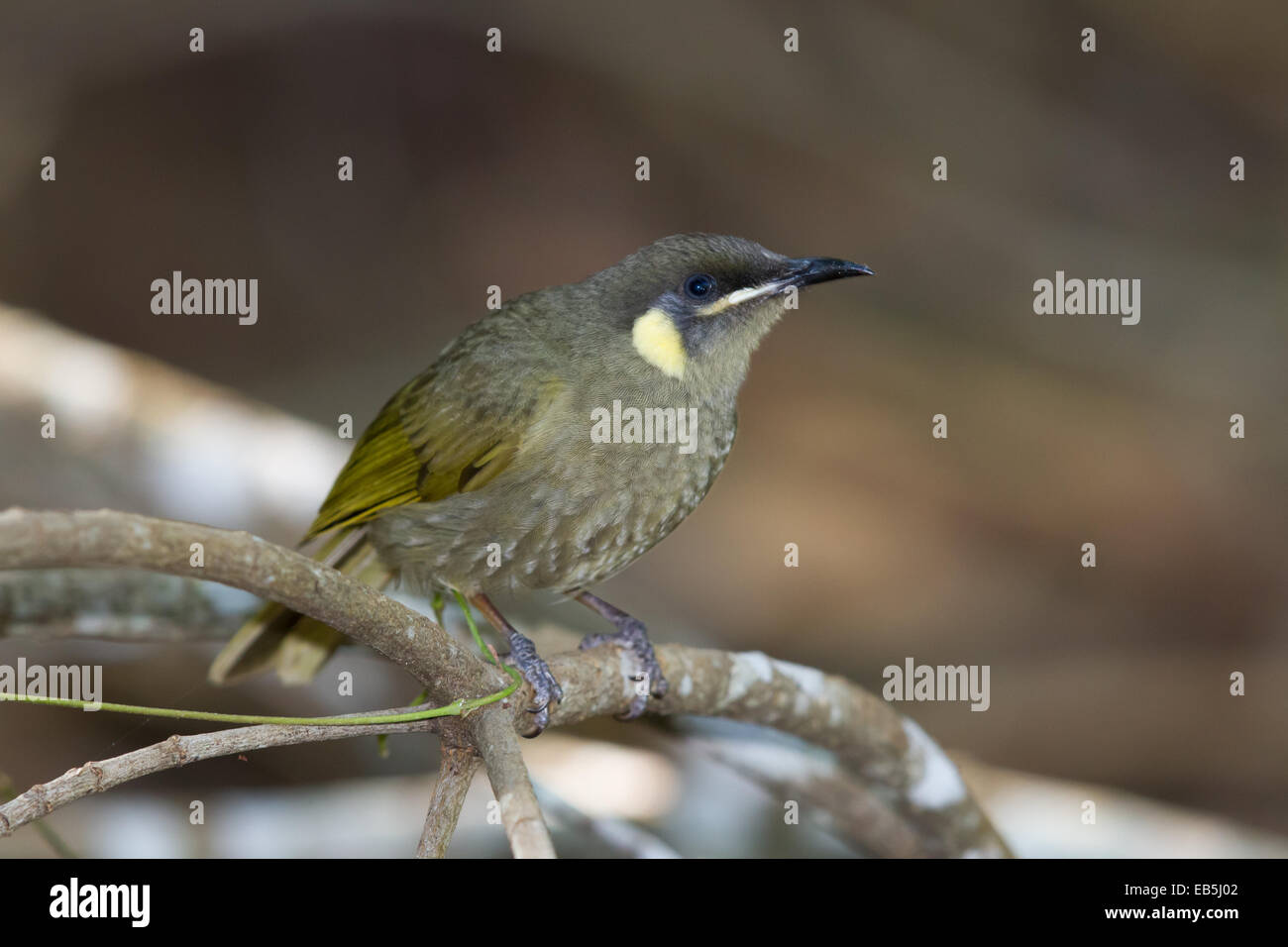 Lewins Honigfresser (Meliphaga Lewinii) Stockfoto