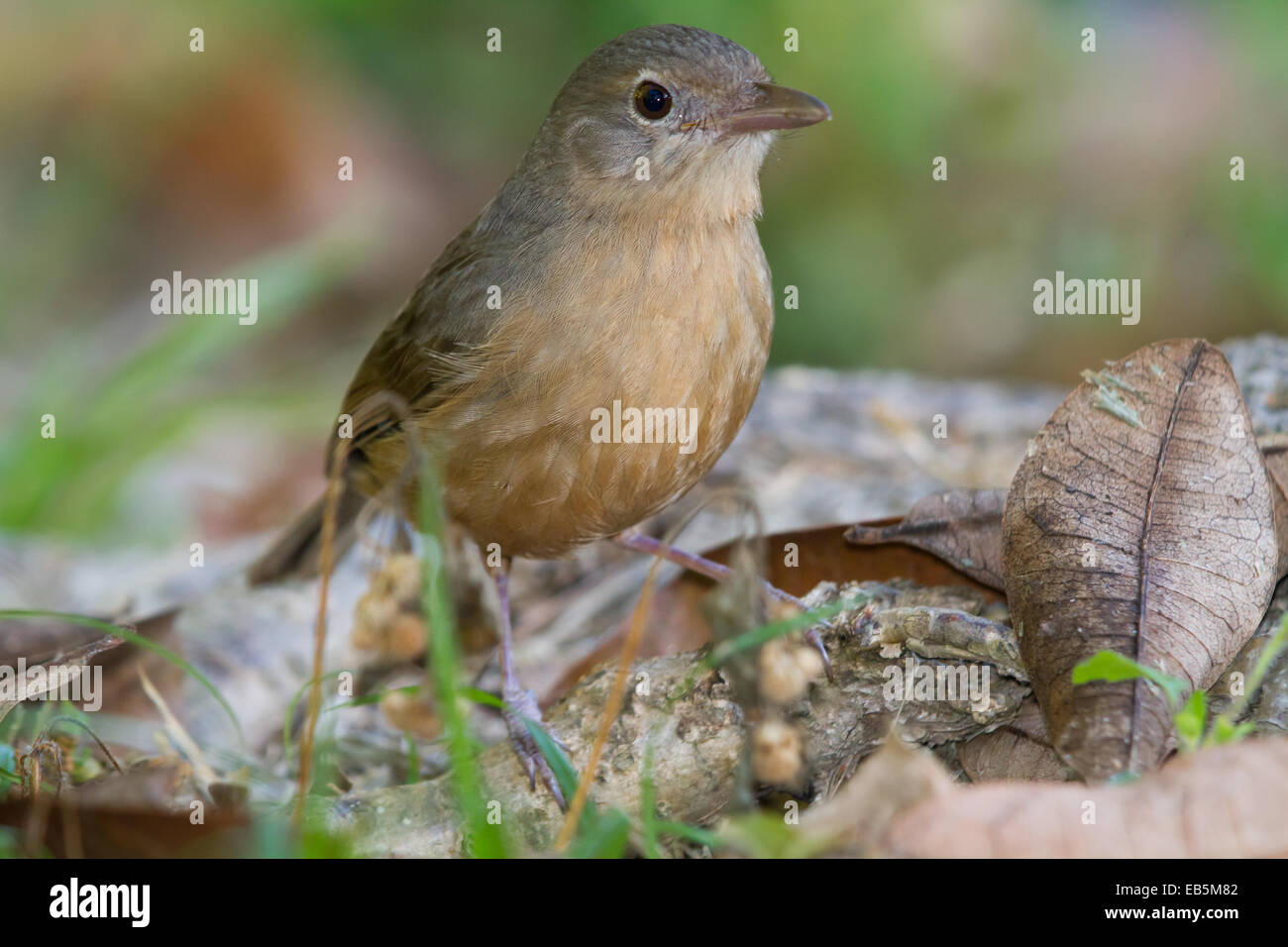 Wenig Shrike-Drossel (Colluricincla Megarhyncha) Stockfoto