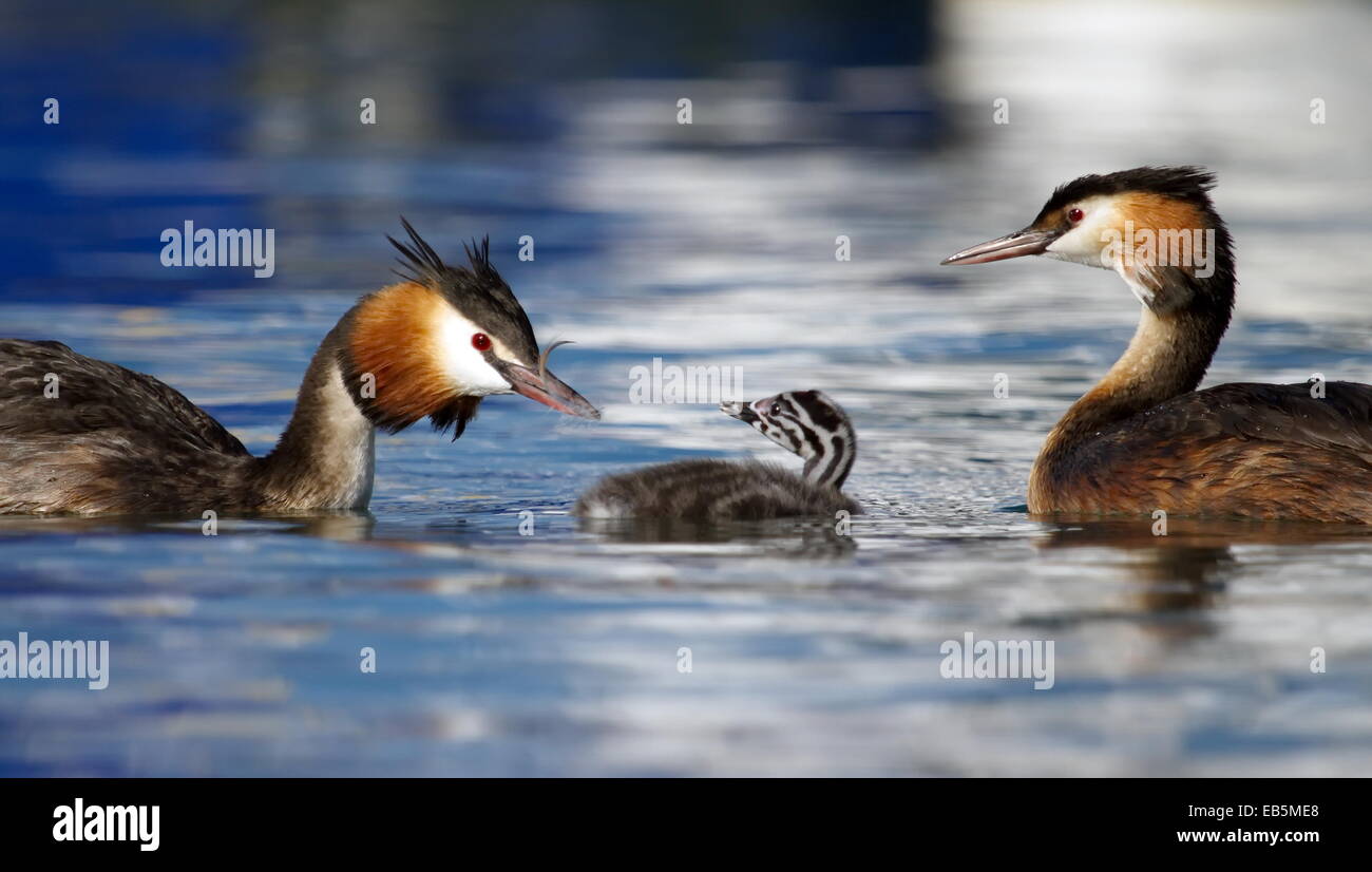 Crested Grebe Enten, Podiceps Cristatus, Eltern und Baby schwimmt auf Wassersee Stockfoto