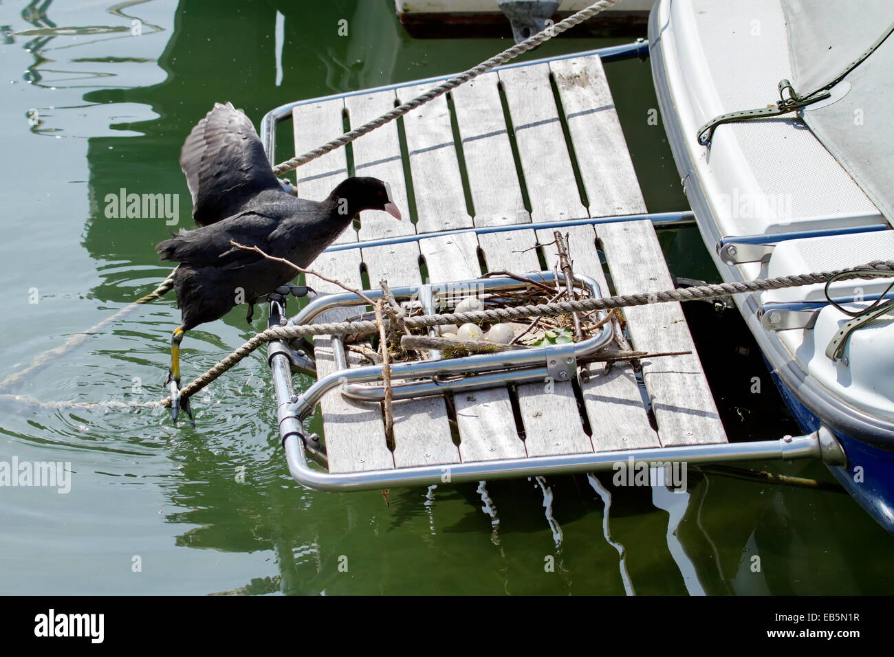 Weibliche eurasischen Blässhuhn Ente (Fulica Atra) klettern auf einem Boot zu seinem Nest voller Eier Stockfoto