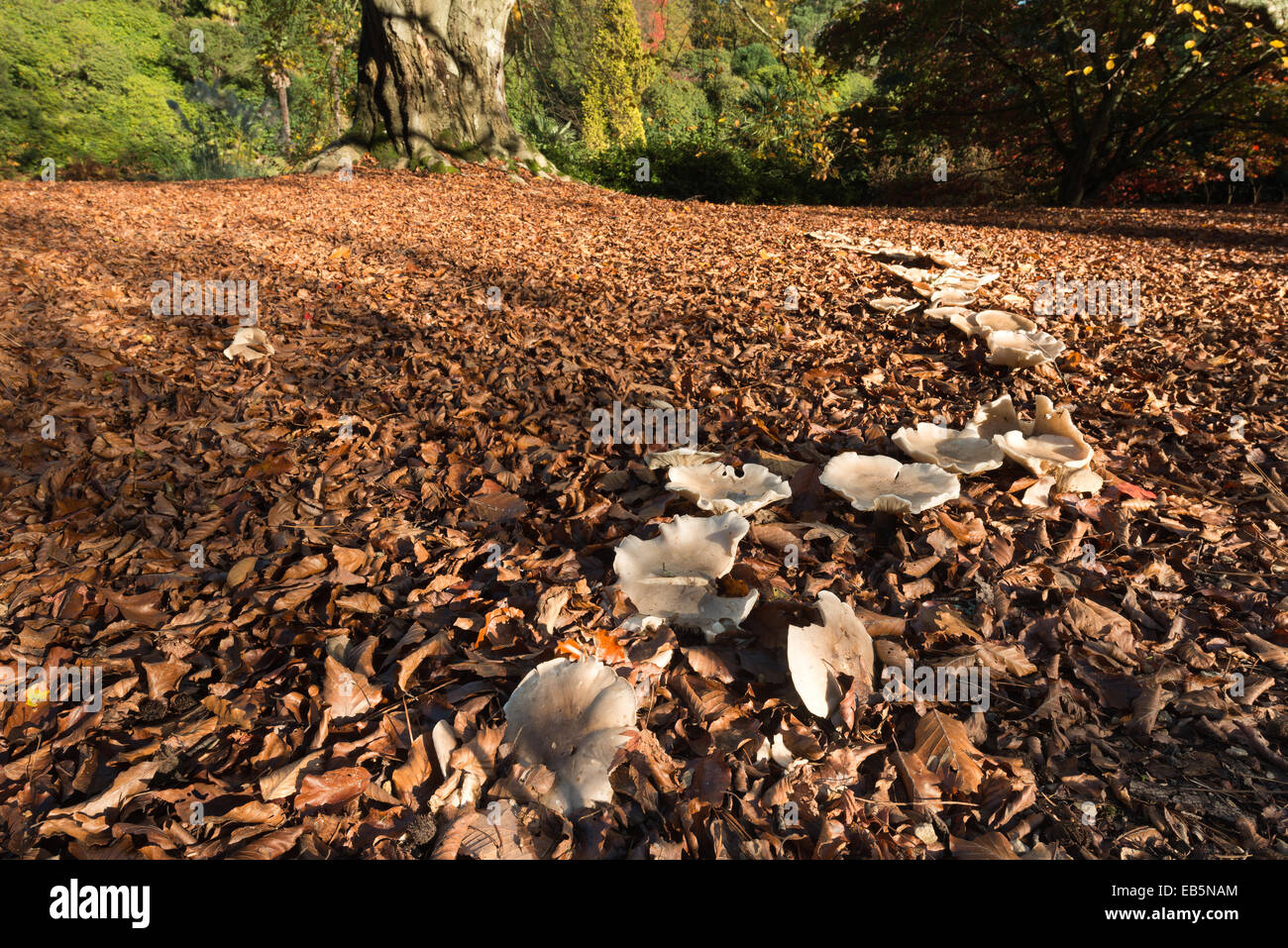 großen magischen Folklore Fairy Ring unter einem Reife alte massive Blutbuche Baum im Herbst Herbst mit sonnigen grelles Licht Stockfoto
